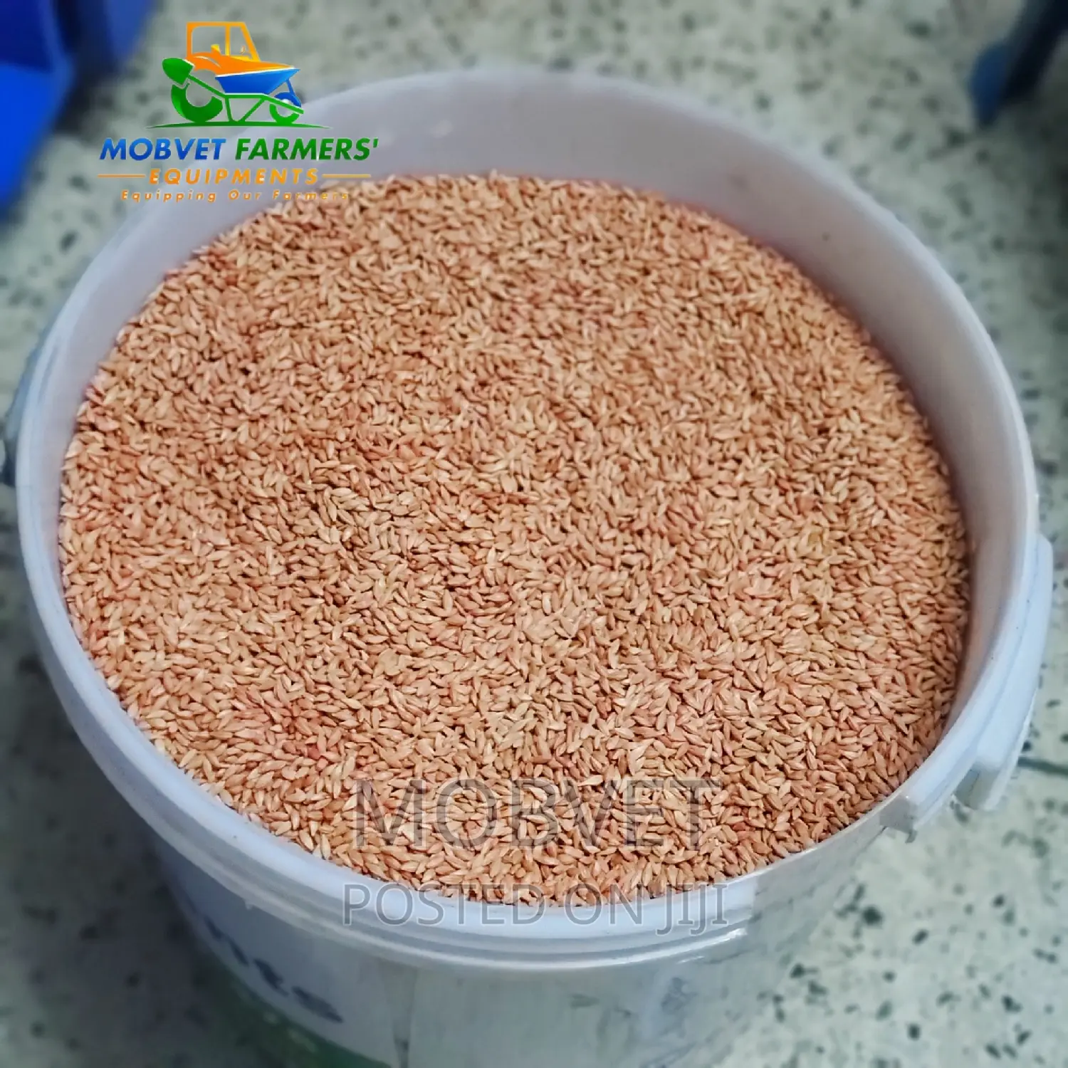 Cheap Quality Barley Seeds