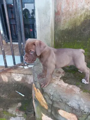0-1 month Male Purebred Boerboel