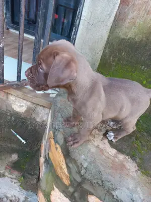 1-3 months Male Purebred Boerboel