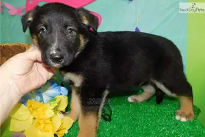 Male Mixed Breed German Shepherd