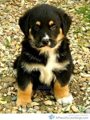Male Mixed Breed German Shepherd