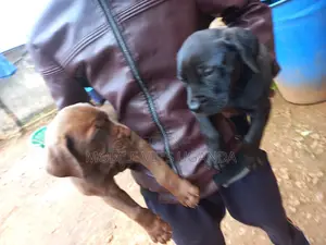 1-3 months Male Purebred Boerboel