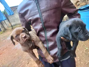 1-3 months Male Purebred Boerboel