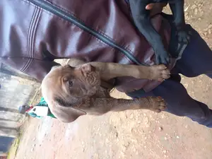0-1 month Female Purebred Boerboel