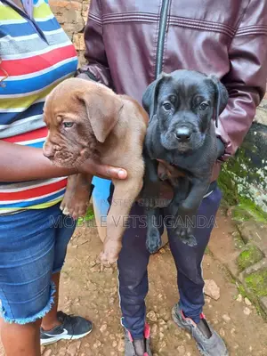 1-3 months Female Purebred Boerboel