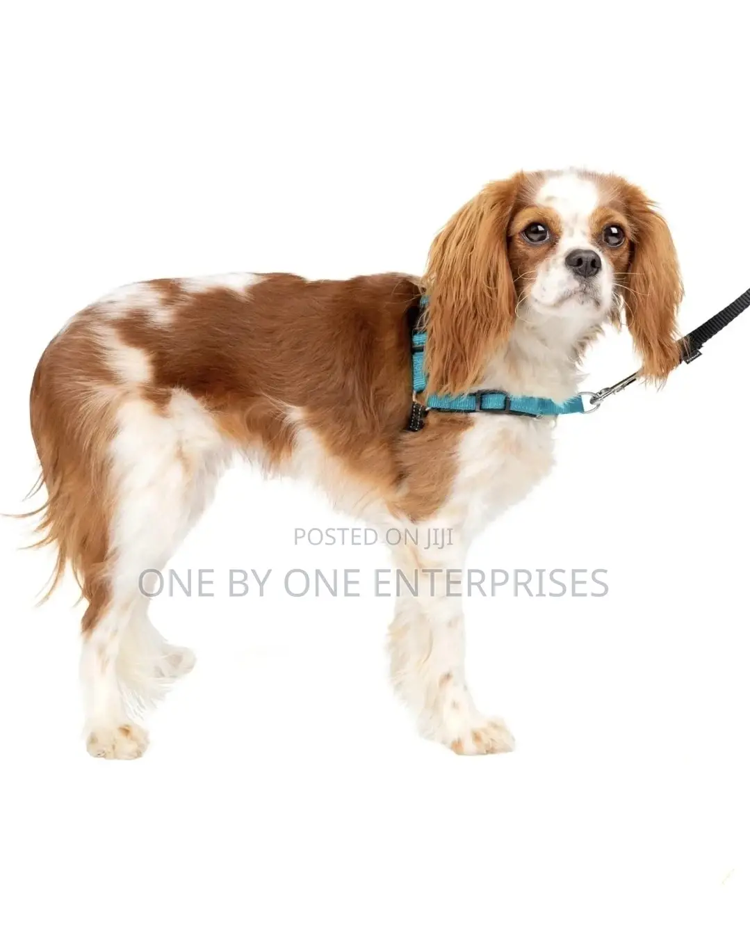 Dog Harness Adjustable Comfortable Control for Dog Walking