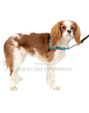 Dog Harness Adjustable Comfortable Control for Dog Walking