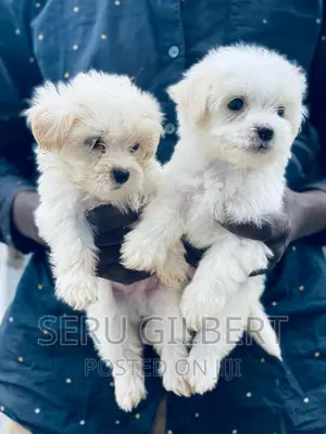 1-3 months Male Purebred Maltese