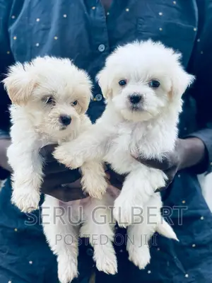 3-6 months Male Purebred Maltese