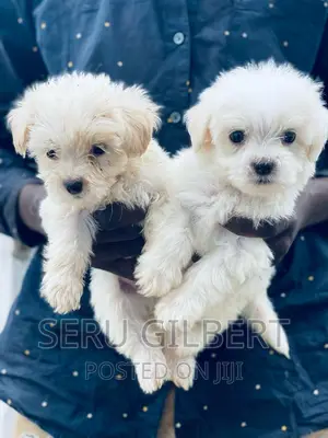 3-6 months Male Purebred Maltese