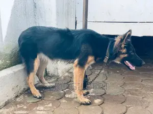 6-12 months Female Purebred German Shepherd