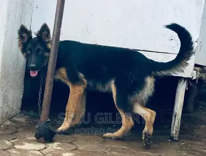 6-12 months Female Purebred German Shepherd