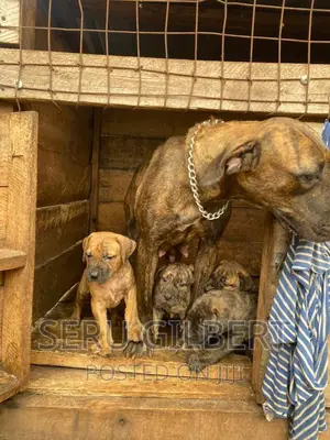 0-1 month Male Purebred Boerboel