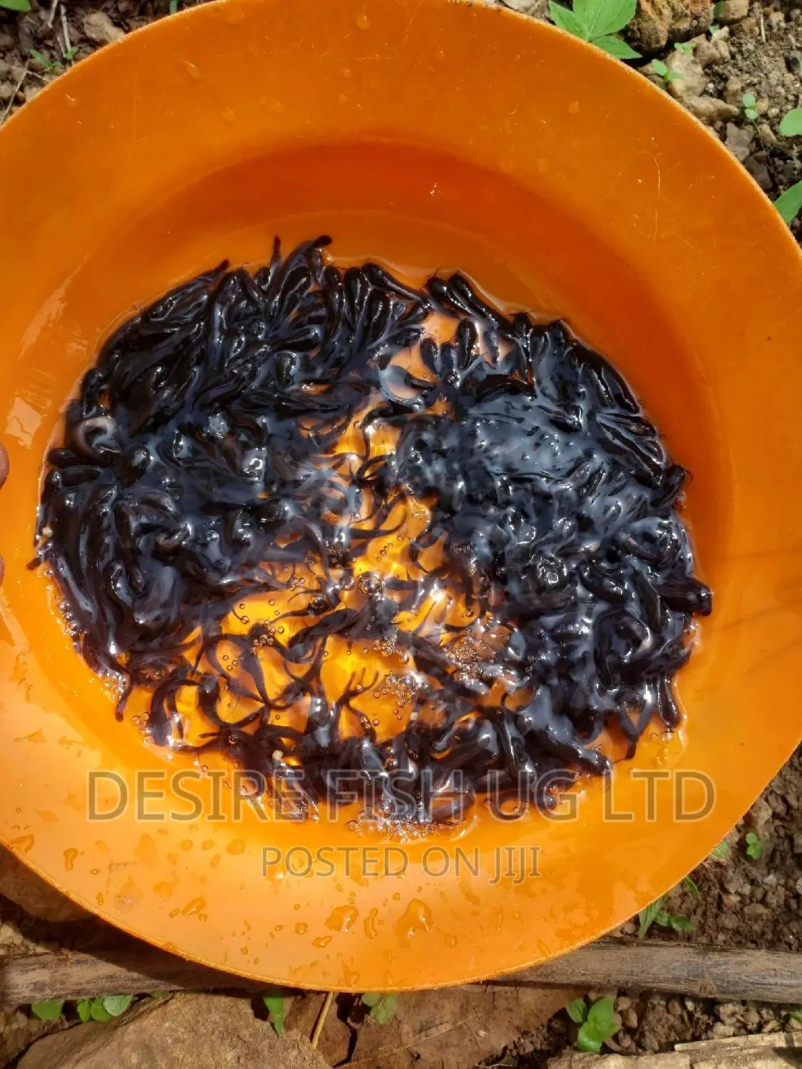 Catfish Fry