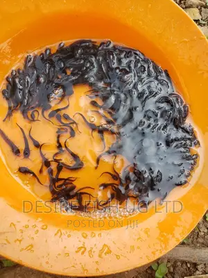 Catfish Fry