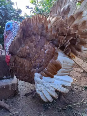 Mature Red Bourbon Turkeys Pair