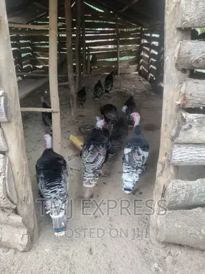 FEMALE TURKEYS 10 Kg