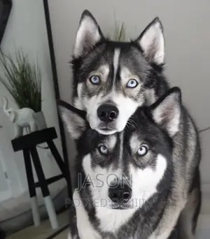 6-12 months Male Purebred Siberian Husky