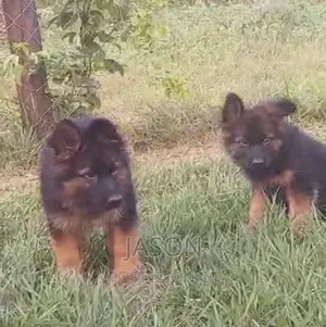 3-6 months Female Purebred German Shepherd