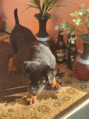 1-3 months Female Purebred Rottweiler