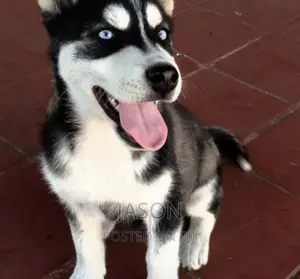3-6 months Male Purebred Siberian Husky