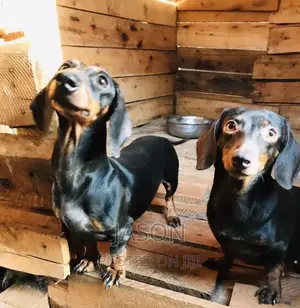 3-6 months Male Purebred Dachshund