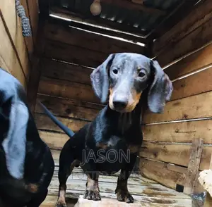 3-6 months Female Purebred Dachshund