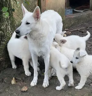 3-6 months Male Purebred White Shepherd