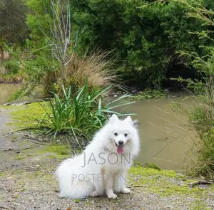 6-12 months Male Purebred Japanese Spitz