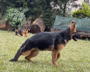 6-12 months Male Purebred German Shepherd