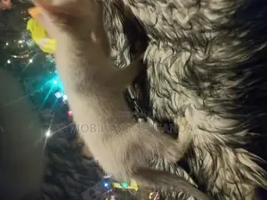 0-1 month Female Purebred Exotic
