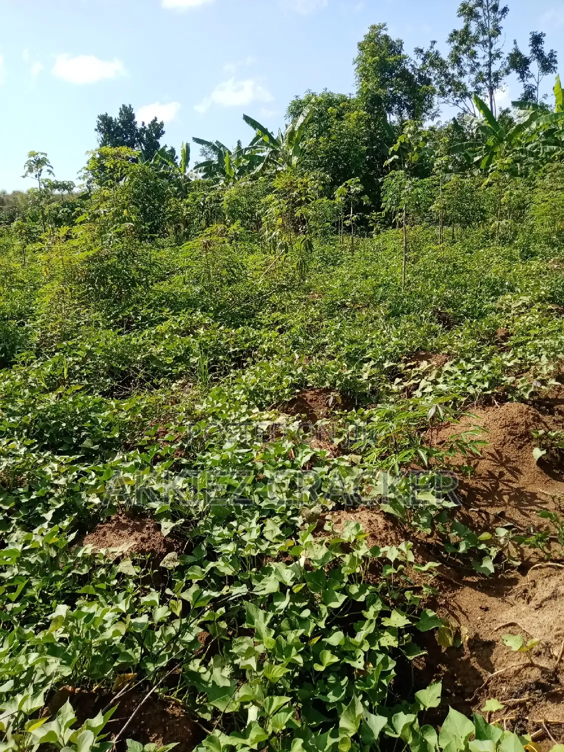 Plot for Sale