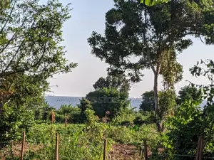 Land in Kigugu Entebbe 70 Decimals With a Lake View and a Land Title