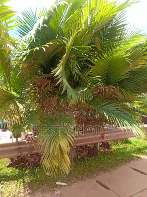 Alexandria Palms Available at Our Fully Stocked Garden.