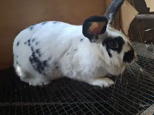 Rabbit | Pure Breed Rabbit | Exotic Rabbits | Giant Rabbits