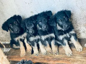 1-3 months Male Purebred German Shepherd