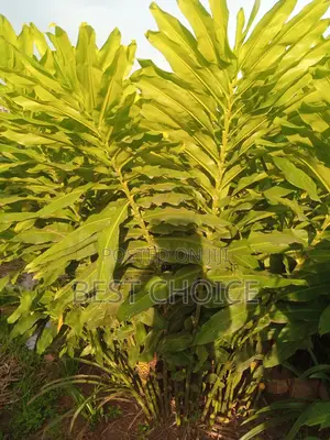 Alpinia/Bee Hive Available At Our Fully Stocked Garden