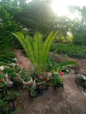 Cycard Palms, Beautiful Palms.