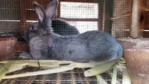 Blue Americano Rabbits Breed