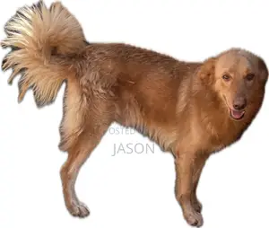 6-12 months Male Mixed Breed Golden Retriever