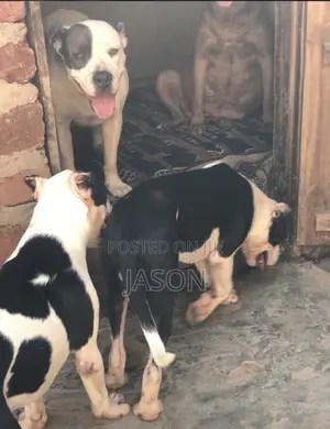 6-12 months Female Purebred American Pit Bull Terrier