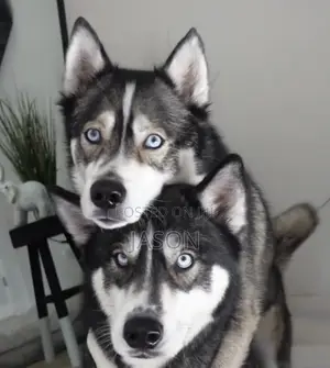 6-12 months Male Purebred Siberian Husky