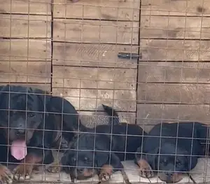 3-6 months Male Purebred Rottweiler