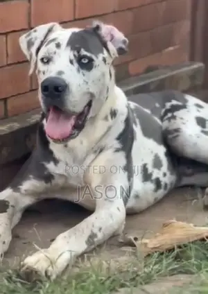 6-12 months Male Purebred Great Dane