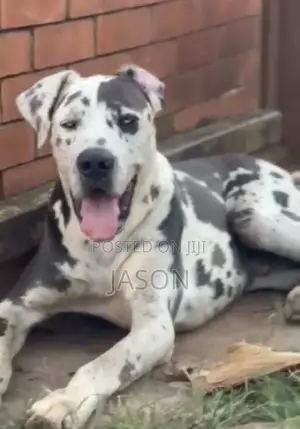 6-12 months Male Purebred Great Dane