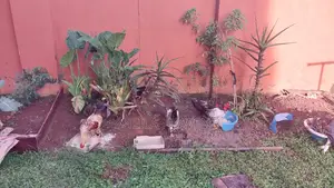 Local Hens and Cocks