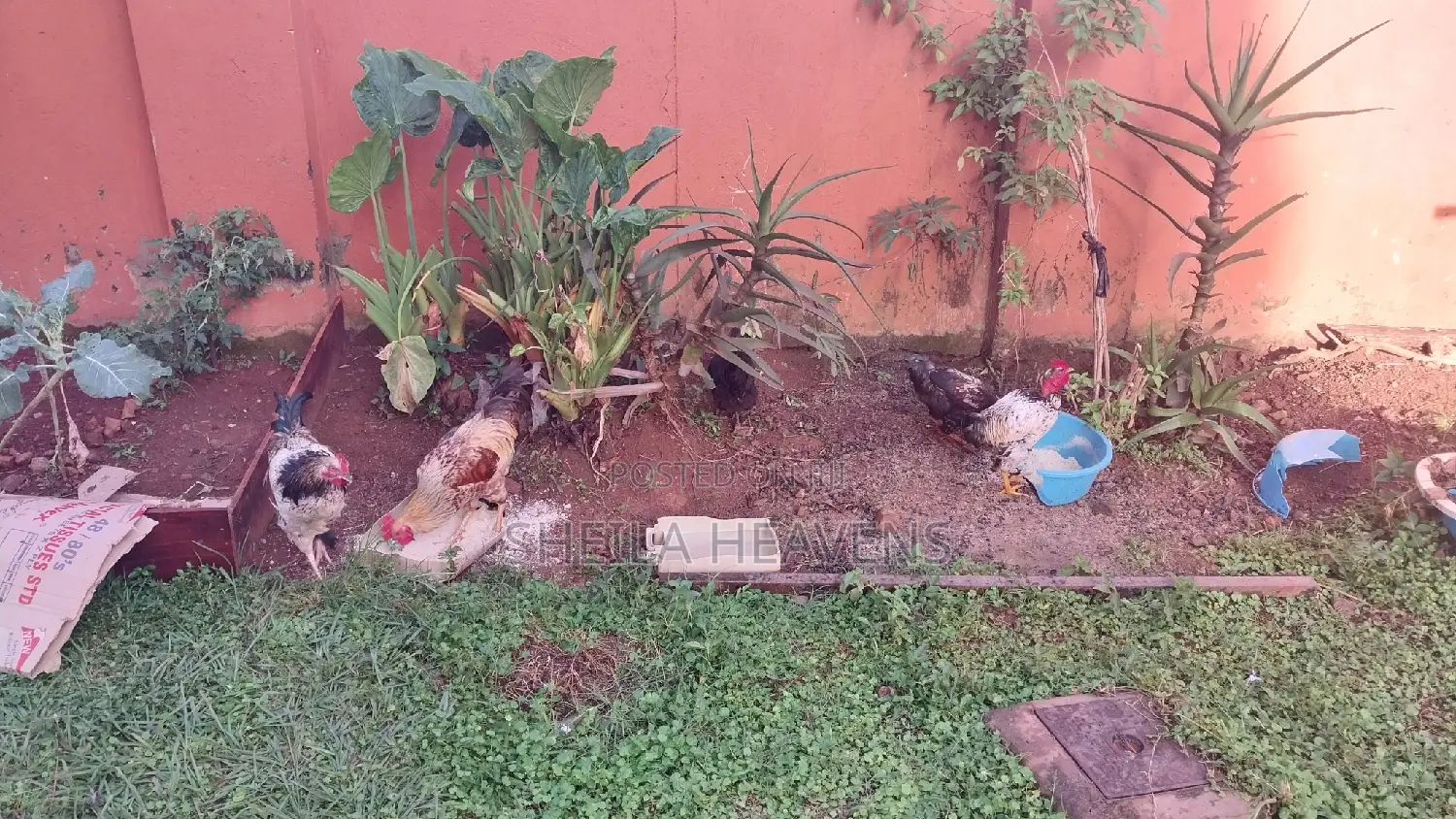 Local Hens and Cocks