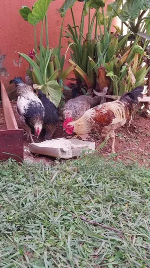 Local Hens and Cocks