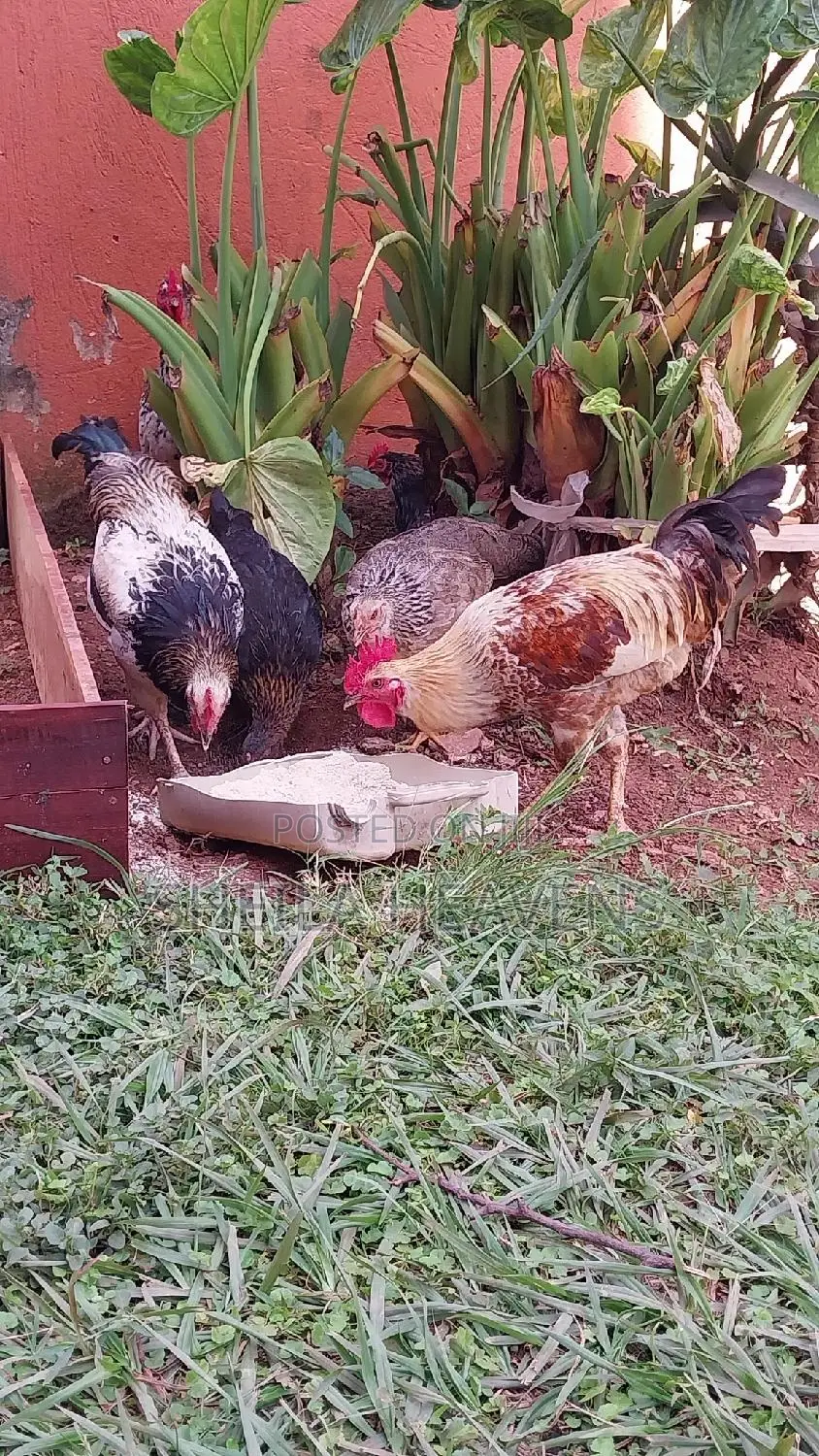 Local Hens and Cocks