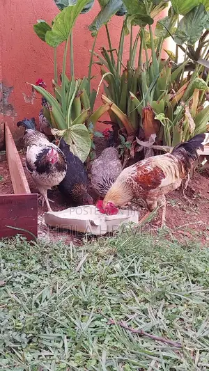 Local Hens and Cocks